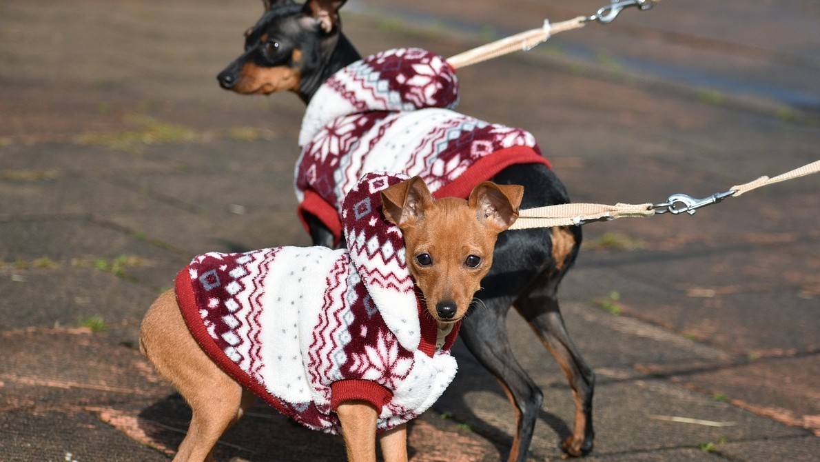 Insurance for dog walkers