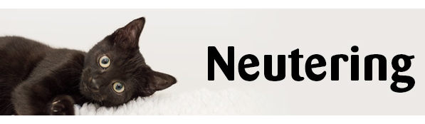 Free Cats Protection Neutering Voucher