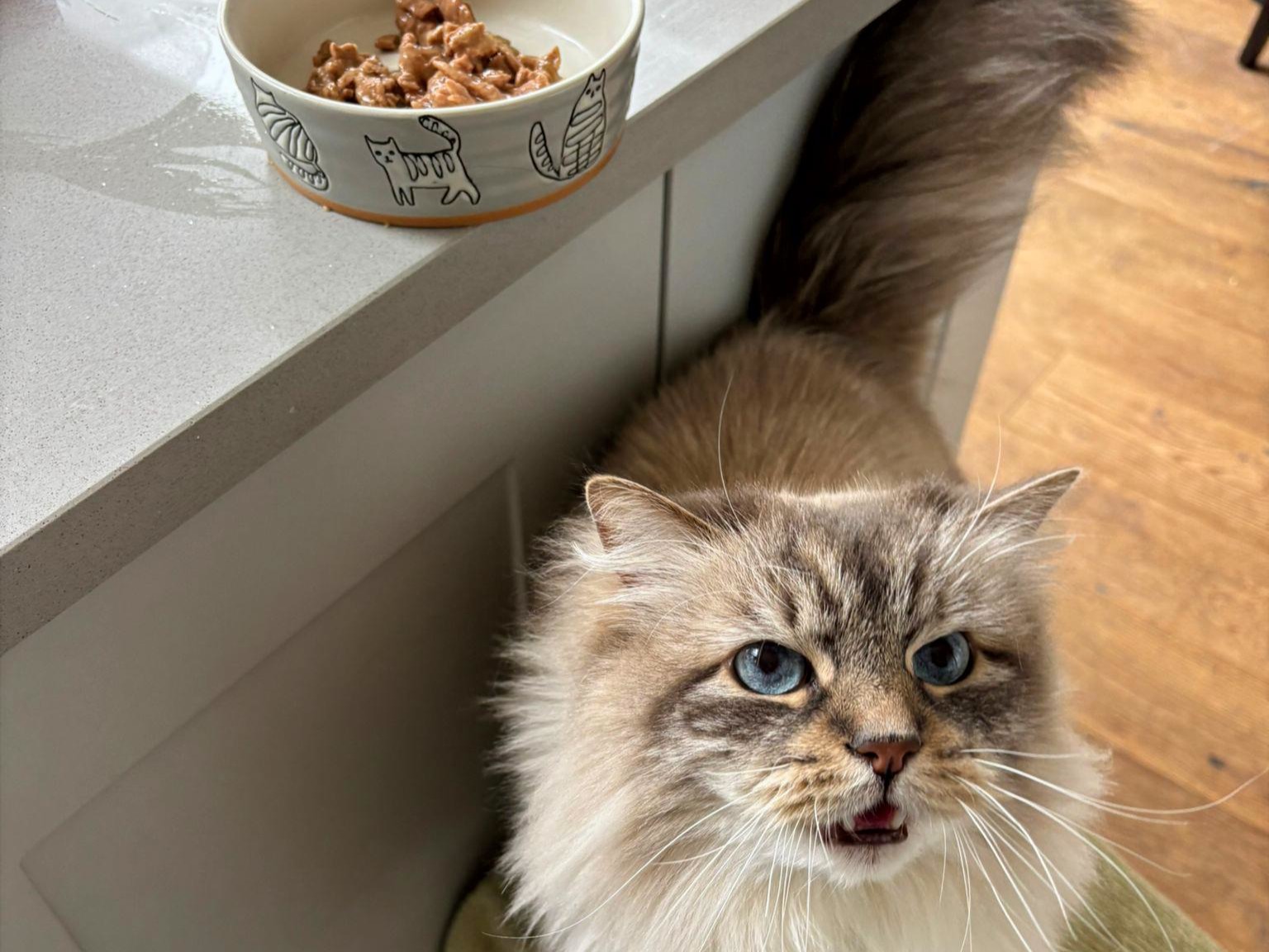Cat hungry for Untamed food