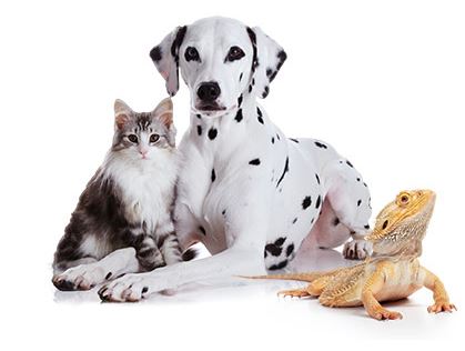 Pets At Home 10% discount voucher