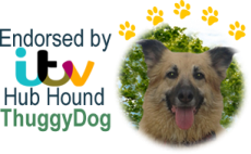 Find lost dogs fast with Pets Bureau