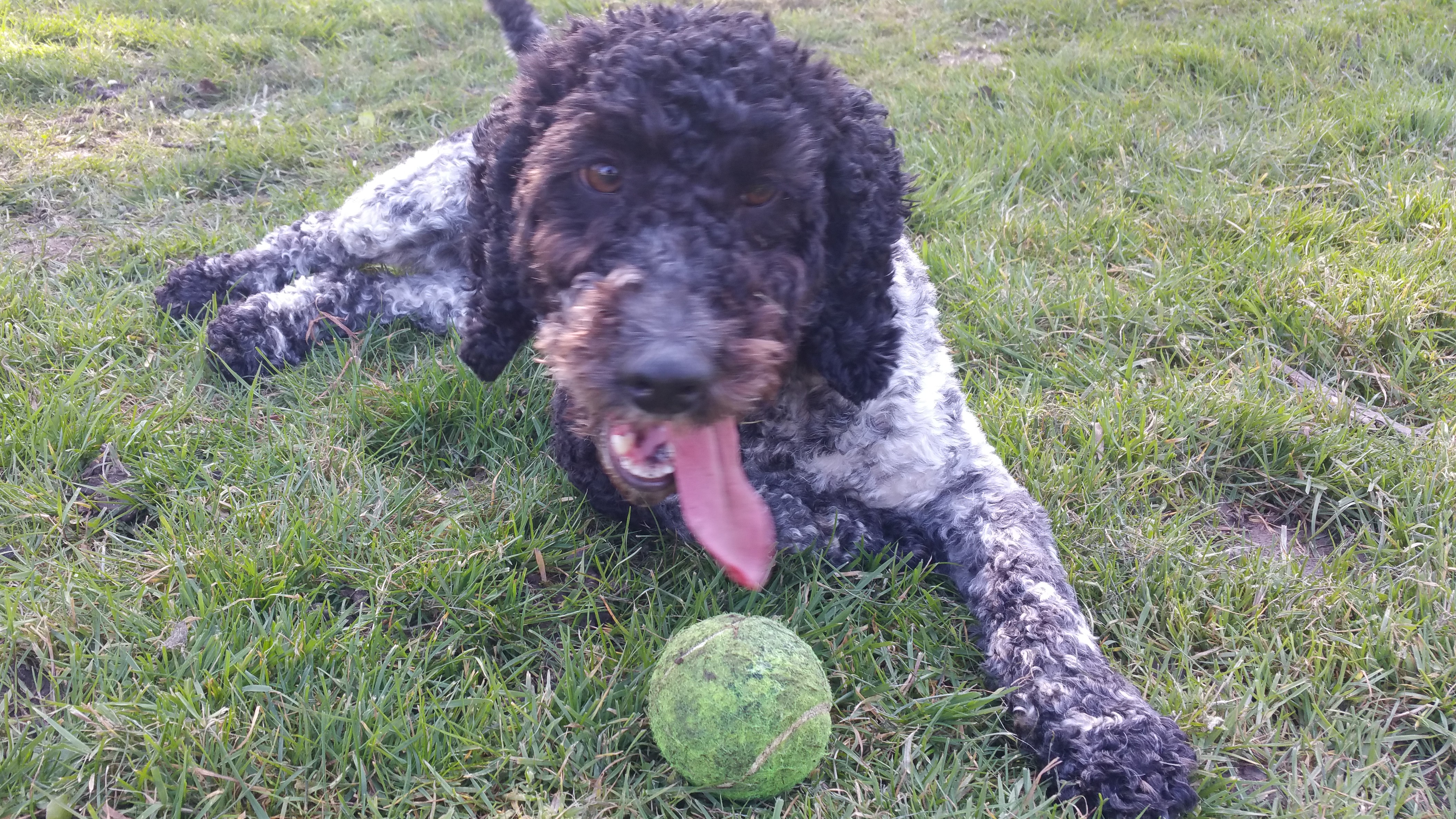Happy dog with a ball