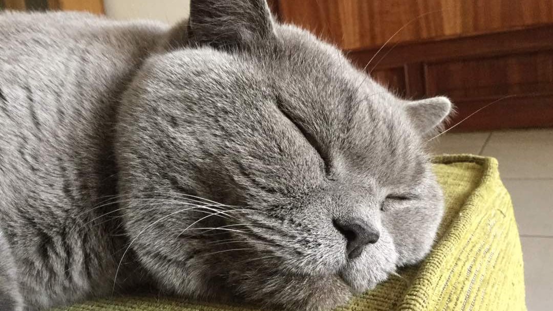 Sprocket the cat sleeping after a big meal