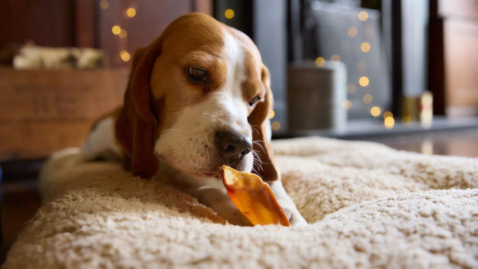 Tails Christmas dog treats