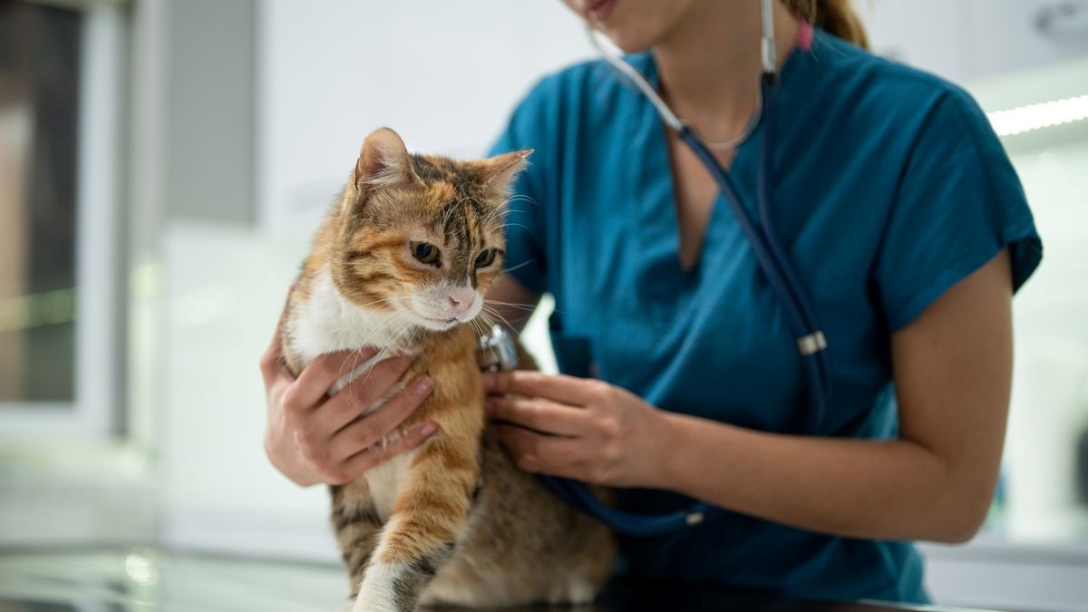 Test your cat for stress