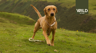 Wild Dog on lead in countryside