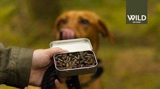 Wild Food treats on dog walks