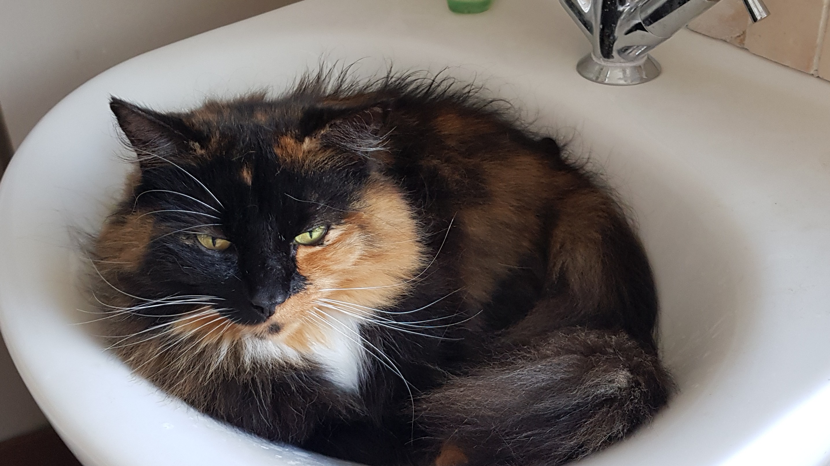 Woody the cat in the sink again