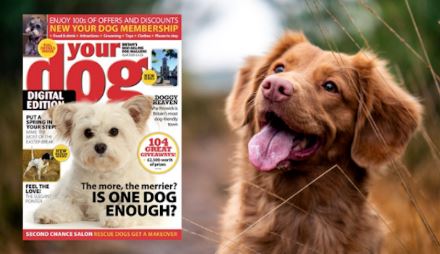 Your Dog Discount Deal