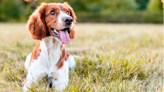 YuMOVE dog joint supplement discount code